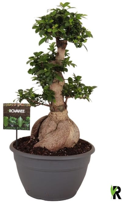 Ficus Microcarpa Ginseng XL in sierpot 90 cm - Kamerplant - Potmaat Ø35 cm