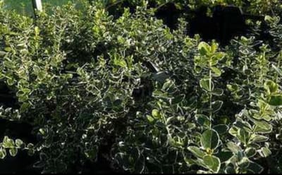 2 x Euonymus jap. 'Green Spire' - Japanse Kardinaalshoed 20- 30 cm in pot