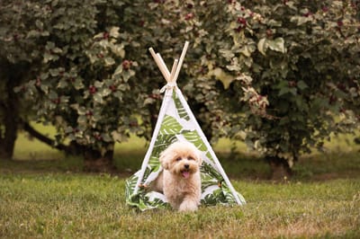 Croci teepee jungle 50x48x70 cm