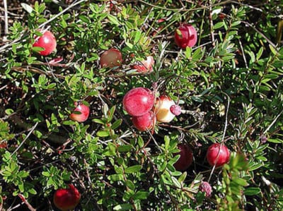 Vaccinium cor. 'Pink Lemonade' - Blauwe bes 30-40 cm in pot
