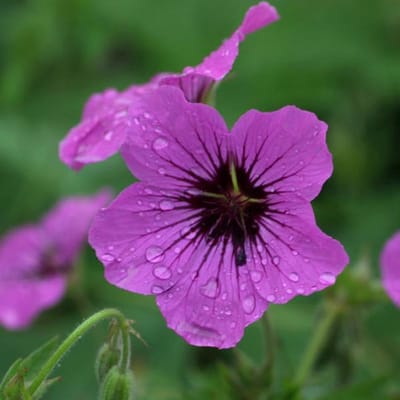 6 x Geranium 'Patricia' - Ooievaarsbek pot 9x9cm, paarsroze bloemen en langbloeiend