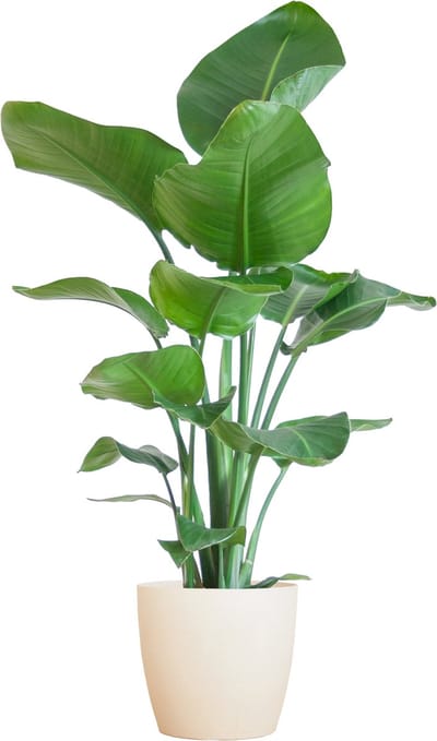 Plantenboetiek.nl | Strelitzia Nicolai met Viber pot wit - Ø21cm - 70-80cm hoog - Kamerplant - Groenblijvend
