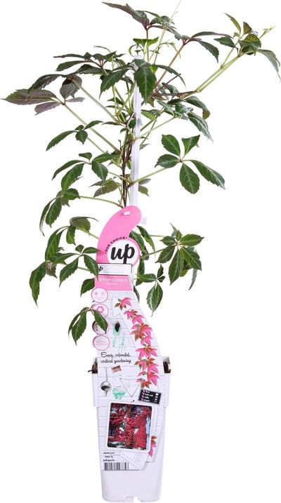 Hello Plants Parthenocissus Henryana Wilde Wingerd - Klimplant - Ø 15 cm - Hoogte: 65 cm