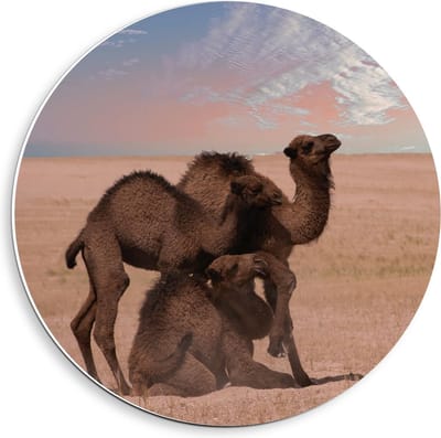 KuijsFotoprint - Schilderij - Kamelen Duo Staand Liggend - Wit, Blauw En Bruin - 40 X 40 Cm