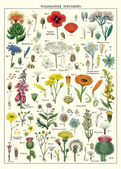 Poster Wildflowers - Cavallini & Co - schoolplaat
