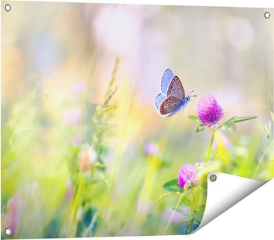 Gards Tuinposter Blauwe Vlinder bij een Paarse Bloem - 80x60 cm - Tuindoek - Tuindecoratie - Wanddecoratie buiten - Tuinschilderij