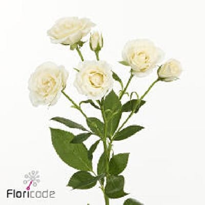 10x Rosa white majolika 50cm