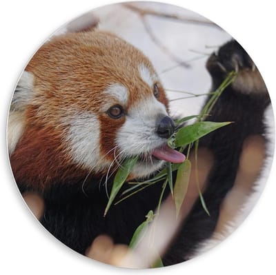 Forex Wandcirkel - Etende Rode Panda - 80x80cm Foto op Wandcirkel (met ophangsysteem)