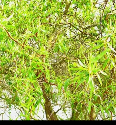 1 x Salix bab. 'Tortuosa' - Kronkelwilg, Wilg, Krulwilg 40- 60 cm in pot