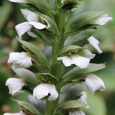 6x Acanthus mollis 'Rue Ledan' Pot 9x9cm - Prachtige vaste plant voor in de tuin