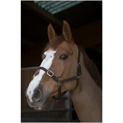 Norton Equestrian Club 1 Leather Halster Bruin Full