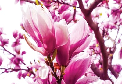 Fotobehang Magnolia Tree | XL - 208cm x 146cm | 130g/m2 Vlies