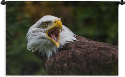 Wandkleed Amerikaanse zeearend - Een krijsende Amerikaanse zeearend Wandkleed katoen 120x80 cm - Wandtapijt met foto