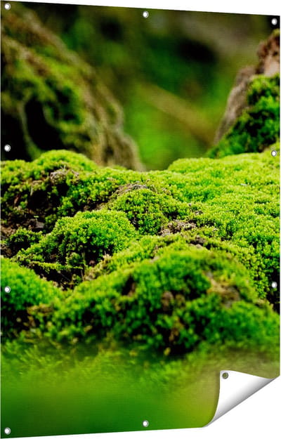 Gards Tuinposter Groen Mos - 90x120 cm - Tuindoek - Tuindecoratie - Wanddecoratie buiten - Tuinschilderij