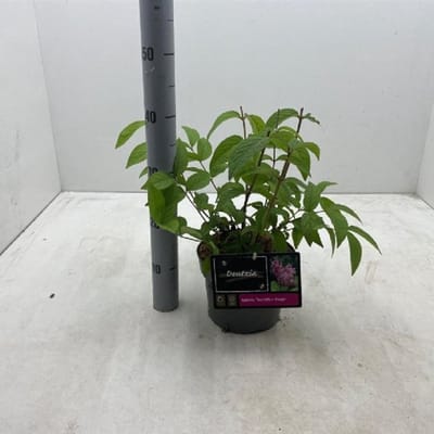 Plants Online BV - Planten - Tuinplanten - Heesters - Set van 1 - Deutzia hybrida 'Tourbillon Rouge'