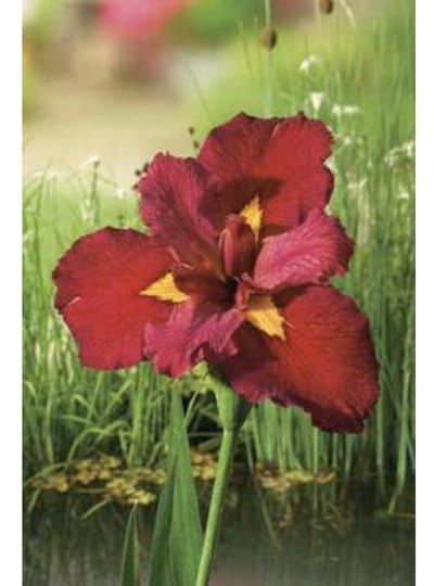 6 x  Iris 'Anne Chowning' - RODE WATERIRIS - pot 9 x 9 cm