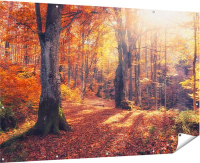Gards Tuinposter Oranje Herfstbos met Zonneschijn - 180x120 cm - Tuindoek - Tuindecoratie - Wanddecoratie buiten - Tuinschilderij