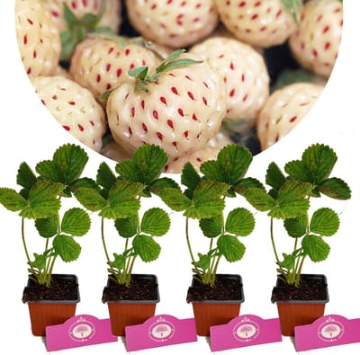 Set van 4 Witte aardbeien- Fragaria x ananassa Pineberry Snow white - Hoogte 20cm - 9cm pot