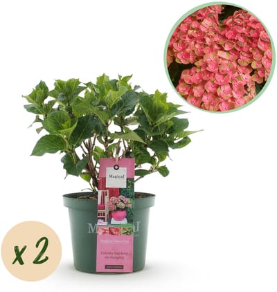 Plantenboetiek.nl | Hortensia - Hydrangea Magical Green Fire - Roze Groen - 6-10 Bloemen - 2 Planten - Ø23cm - 40-55cm hoog - Tuinplant
