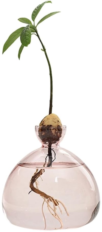 Dailygoods- Kweekglas voor Avocado's - Glazen Bloemenvase - Hydrocultuur Vaasje - Decoratie Woonkamer - Minimalistisch Design - Stabiliteit Versterkt - Plantenvaas