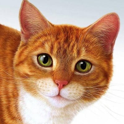 Diamant mooie kat 5D diamant schilderij volledige ronde DIY diamant borduurwerk steentjes foto's 30X30CM brown