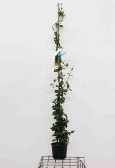 Trachelospermum jasminoides - Toscaanse Jasmijn, Sterjasmijn, Italiaanse Jasmijn125-150 cm | pot