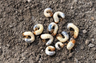Ferrarium aaltjes tegen engerlingen - voor 25m² grond - Heterorhabditis bacteriophora - Meikever – Coloradokever – Taxuskever - Junikever –- Rozenkever – Johanneskever - bladsprietkever - Sallandkever - Engerlingen bestrijding - 100% ecologisch