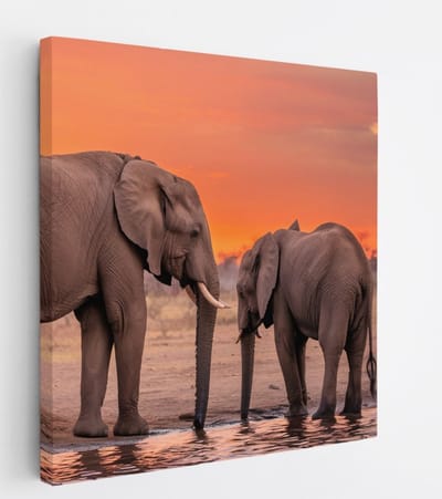 Saammp Canvas Schilderij - Olifant met kalf - Afrika - Dieren - 20x20 - Foto op canvas - Wanddecoratie - muurdecoratie Woonkamer - Slaapkamer decoratie - Canvas Print