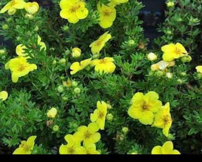2 x Potentilla frut. 'Kobold' - Struikganzerik, Heesterganzerik, Vijfvingerkruid 20- 25 cm in pot