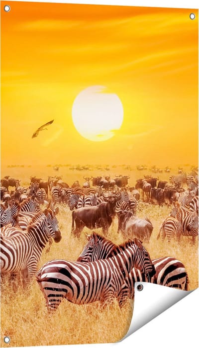 Gards Tuinposter Kudde Zebra's bij een Oranje Zonsondergang - 60x90 cm - Tuindoek - Tuindecoratie - Wanddecoratie buiten - Tuinschilderij