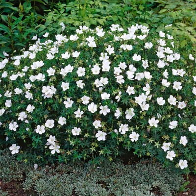 Bloedooievaarsbek (Geranium sanguineum) - Album - Ooievaarsbek - Vaste planten - Bodembedekkers - Zomerbollen - Voorjaarsbollen