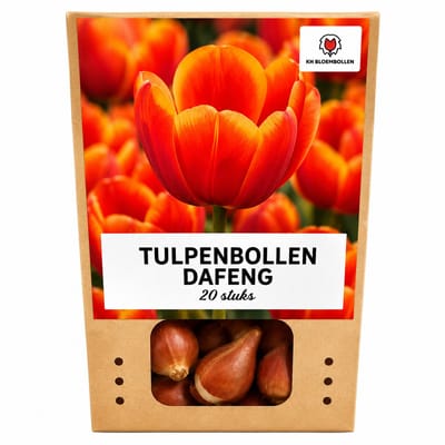 Tulpenbollen Dafeng - 20 Stuks - Oranje Tulp - Maat 11/12