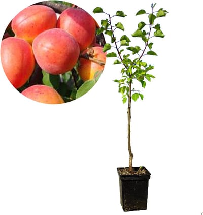 Prunus armeniaca 'Caldesi' abrikoos, 5 liter pot