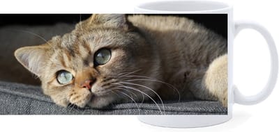 Beker - Europees Korthaar Kat Tijger Liggend