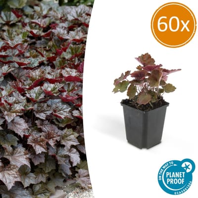 60 Stuks Sierlijk PaasKlokje, Diep Paars/Brons Blad, Bodembedekker, Heuchera mic. Palace Purple - 10-25cm - Ø9cm