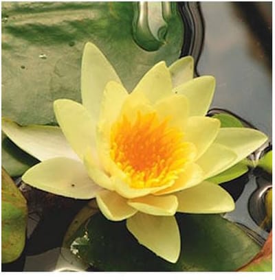 Moerings Nymphaea Yellow Sensation | Waterlelie | In 11CM pot