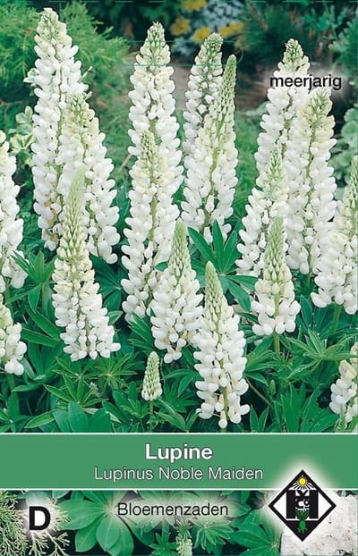 2 stuks Van Hemert & Co Lupinus polyphyllus Noble Maiden