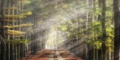 Fotobehang herfstlaantje met Beukenbomen 350 x 260 cm - € 235,--