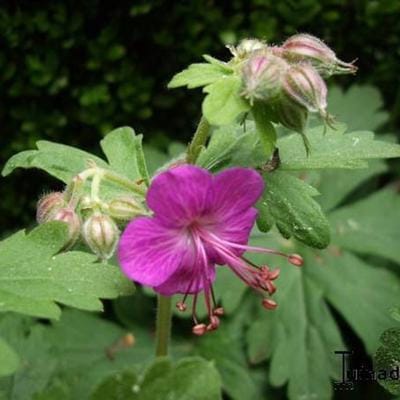 Geranium macrorrhizum - Ooievaarsbek