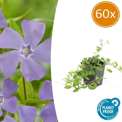 Tuinplantenshop.com | Vinca minor 'La Grave' | 60 stuks - Ø9cm - 10-25cm hoog - Tuinplant