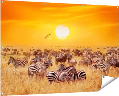 Gards Tuinposter Kudde Zebra's bij een Oranje Zonsondergang - 150x100 cm - Tuindoek - Tuindecoratie - Wanddecoratie buiten - Tuinschilderij