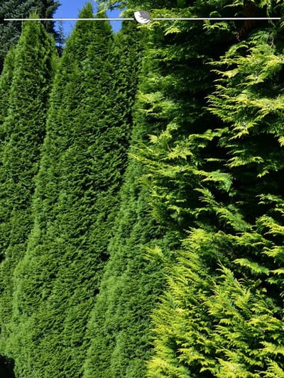 Westerse Levensboom Thuja Smaragd 60-80 cm, 10x Haagplant