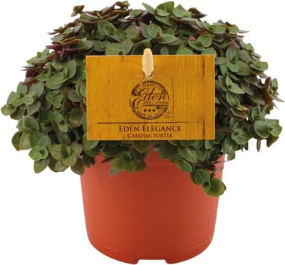 Plantenboetiek.nl | Callisia Turtle - Ø10,5cm - 15cm hoog - Kamerplant - Groenblijvend