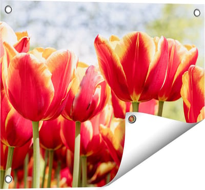 Gards Tuinposter Oranje Rode Tulpen - 50x40 cm - Tuindoek - Tuindecoratie - Wanddecoratie buiten - Tuinschilderij