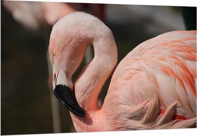 Dibond - Flamingo met Gebogen Nek - 150x100cm Foto op Aluminium (Met Ophangsysteem)