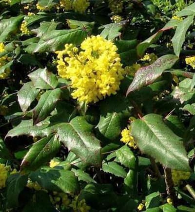 1 x Mahonia aquifolium - Druifstruik, Mahoniestruik, Hulstberberis 25- 30 cm in pot