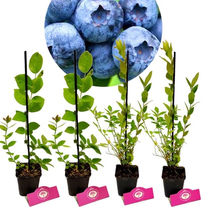 Set van 4 Blauwe bessen- Vaccinium c. ‘Jersey’ & ‘Goldtraube’ - Hoogte 30cm - 9cm pot - Mix B