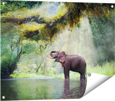 Gards Tuinposter Vrolijke Olifant in het Water - 80x60 cm - Tuindoek - Tuindecoratie - Wanddecoratie buiten - Tuinschilderij