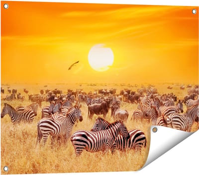 Gards Tuinposter Kudde Zebra's bij een Oranje Zonsondergang - 80x60 cm - Tuindoek - Tuindecoratie - Wanddecoratie buiten - Tuinschilderij