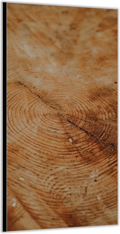 Dibond –Doorgezaagde Boomstam– 100x200cm Foto op Aluminium (Wanddecoratie van metaal)